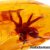 Amber with inclusions